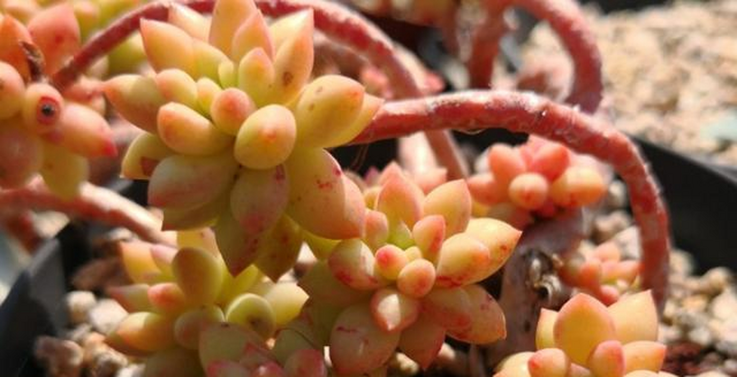 龙骨玉缀具体资料不详,大概是玉缀或新玉缀的杂交后代,为小型多肉品种