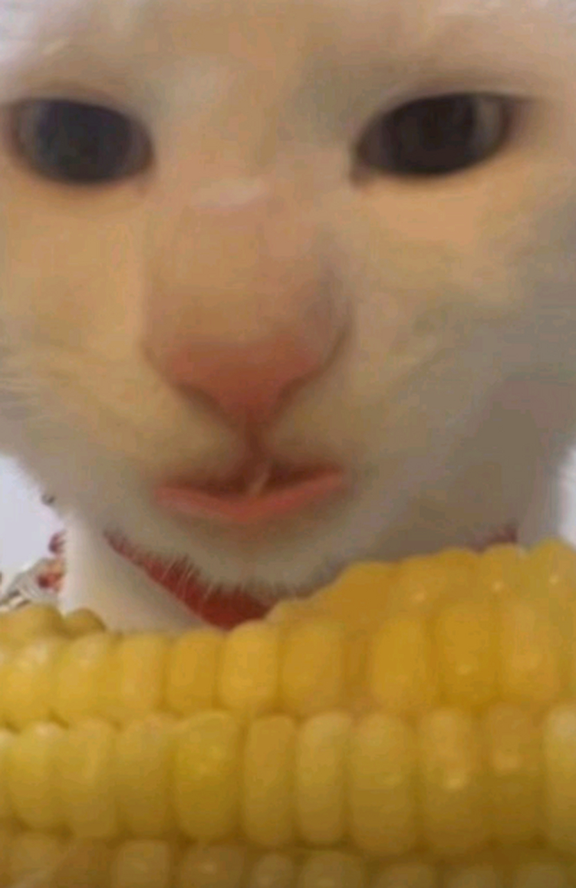 这个小猫吃玉米,真的笑死我了