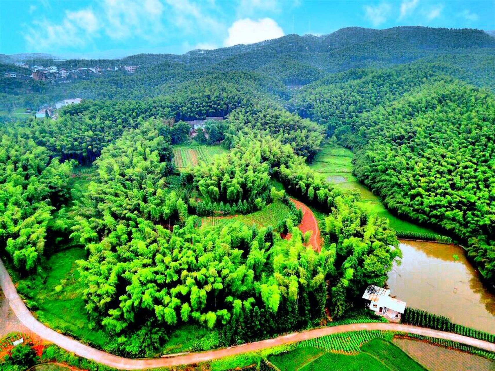 大旺竹海,位于四川省泸州市纳溪区白节镇.