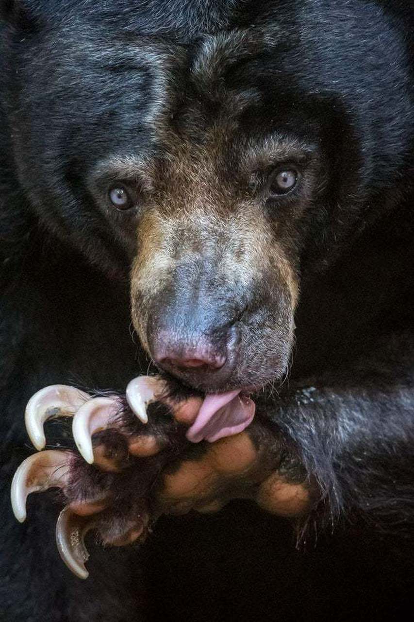 马来熊是体型最小的熊科动物,体重在25至65千克,肩高0.
