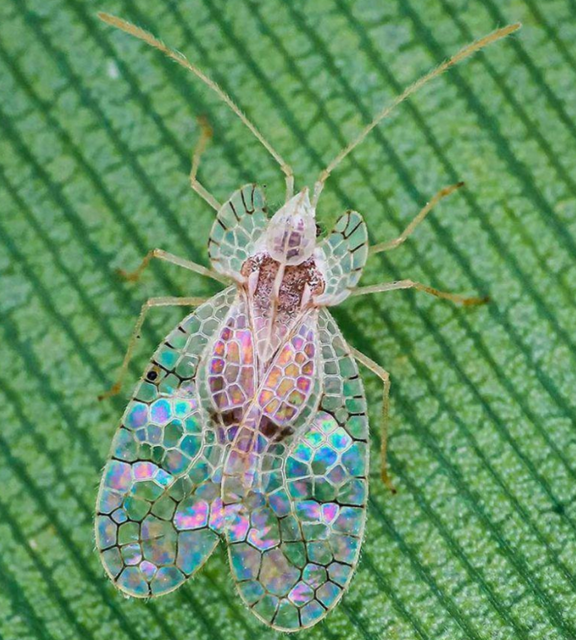 香蕉冠网蝽,身上长着如同彩色玻璃般的翅膀,不过虽然长得十分漂亮,但