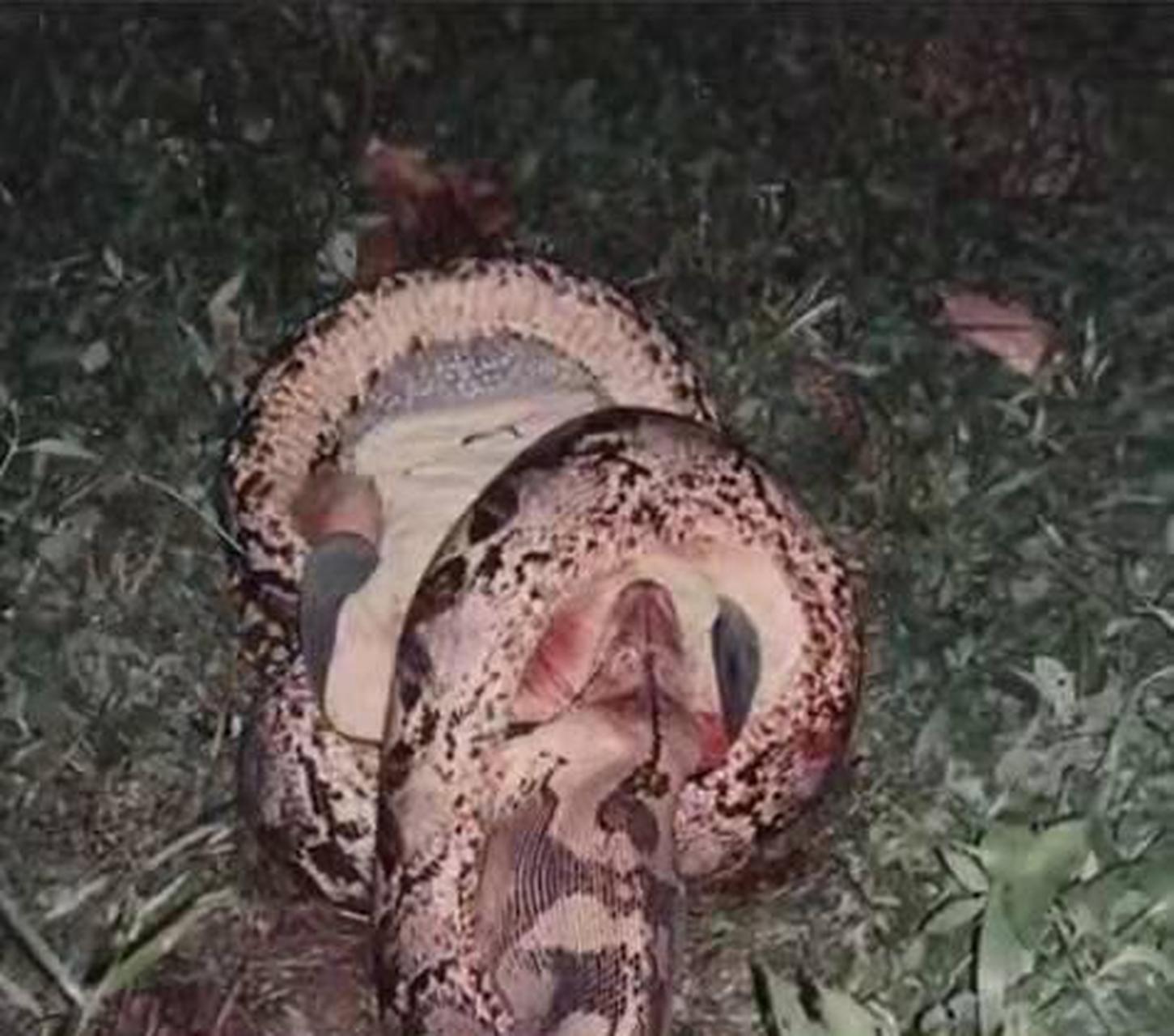 如果人被巨蟒活吞,能不能用刀破开蛇的肚子逃出来?