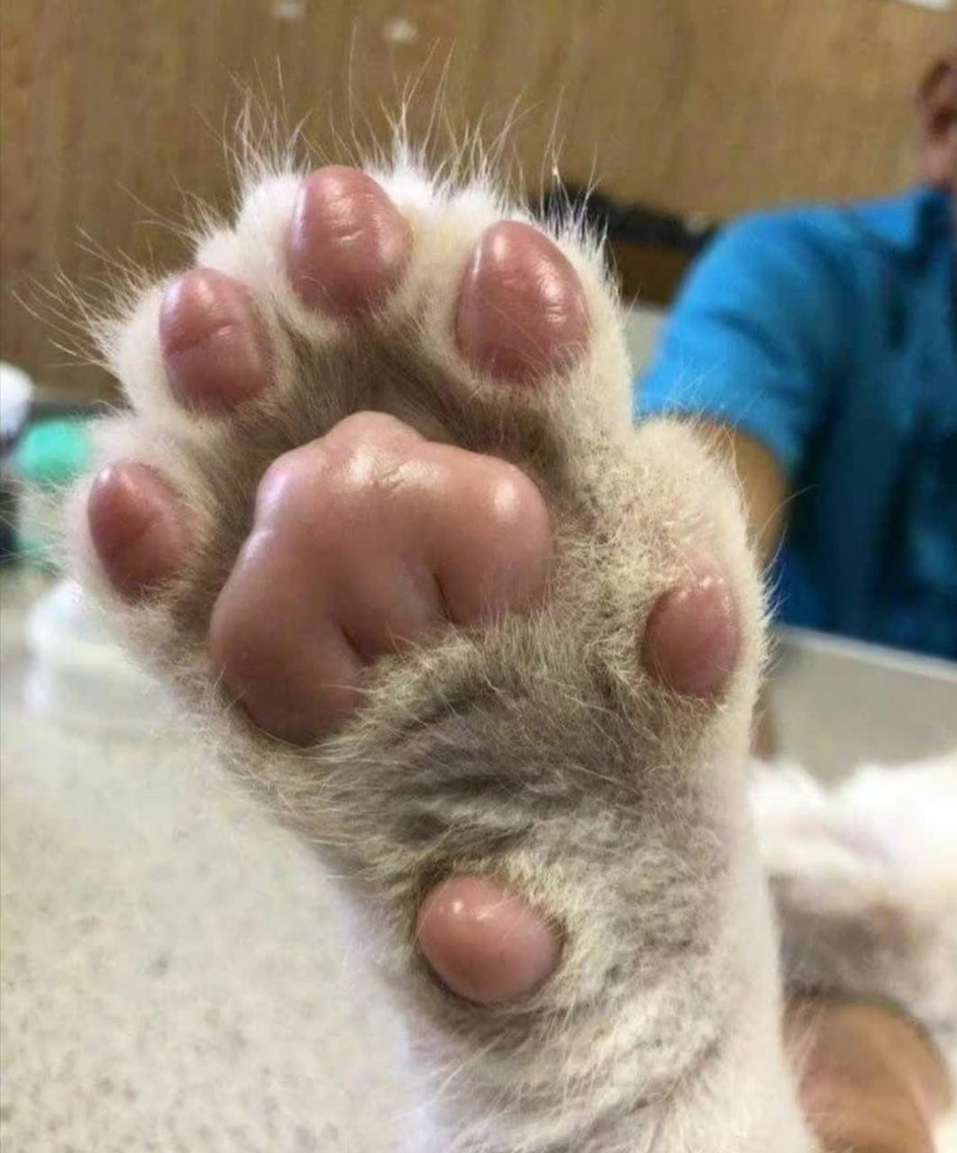 可爱又可爱的小狮子,粉色大肉垫[得意]