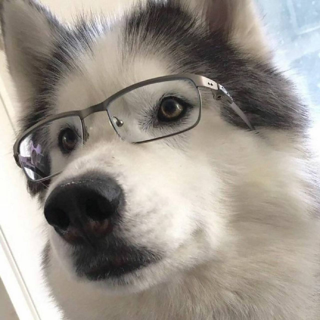 男生头像之狗子