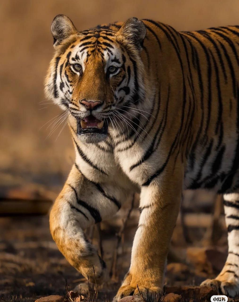 老虎最大的本领图片