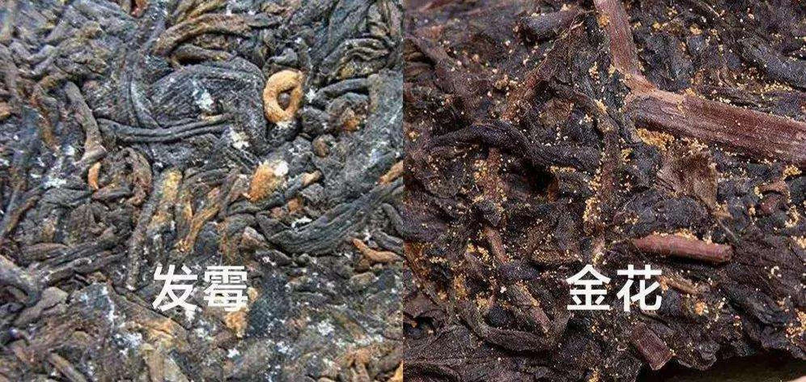 大益茶#普洱茶【金花和黄曲霉的区别 有些人分辨不清茶饼上的