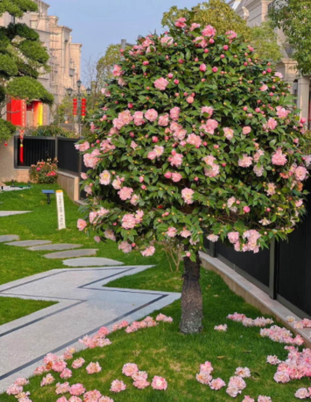 据博主说这棵山茶树四五千块,但是感觉茶花后边的那