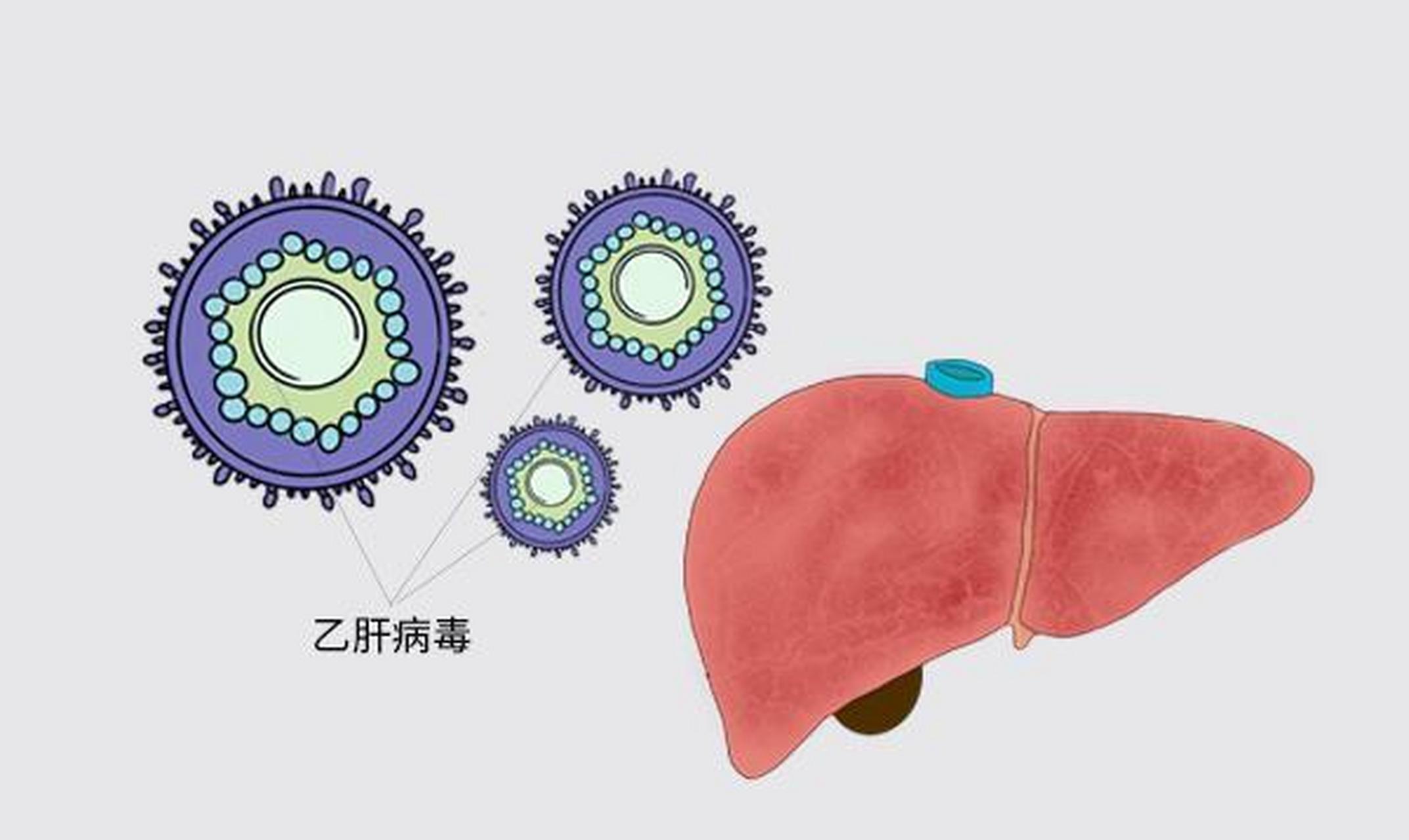 什麼是乙肝病毒dna,為何要做乙肝dna檢查?