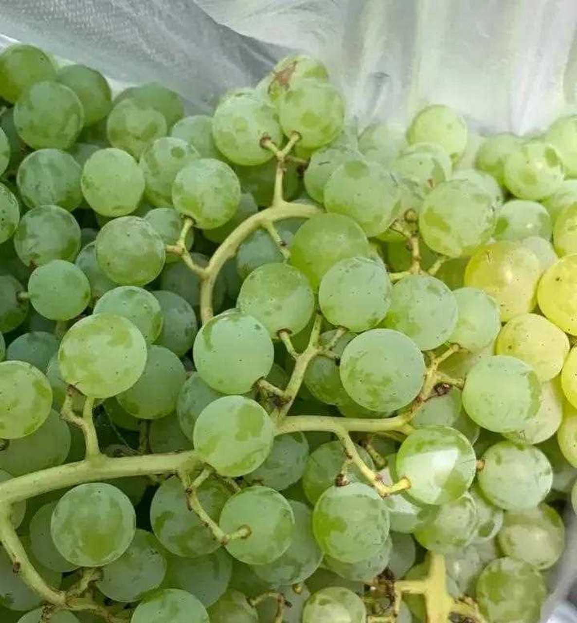 珍珠葡萄小而绿,略带一点酸,味道非常甜[赞][囧]