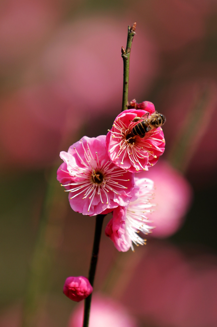 春天已来,梅花盛开 在距离湖北宜昌城区约10公里的下牢溪梅园景区,上