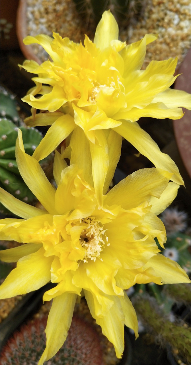 喜欢仙人球的朋友,给大家推荐一款很另类的品种——帕帕基诺(papageno