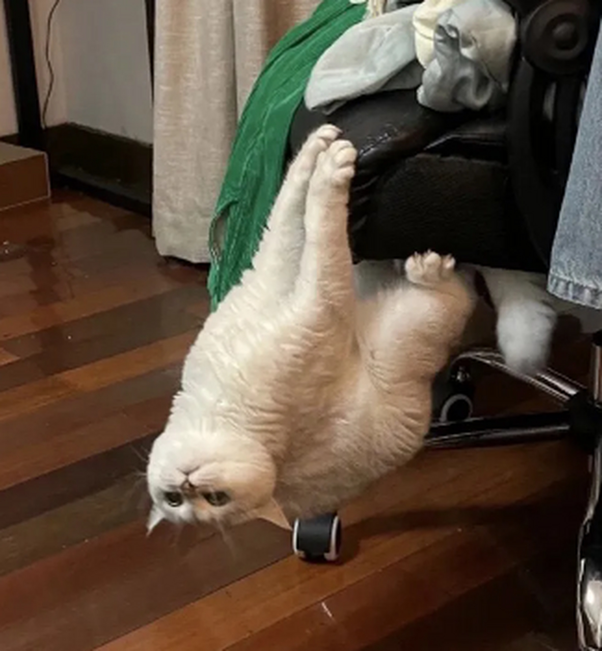 养了一只蜘蛛猫