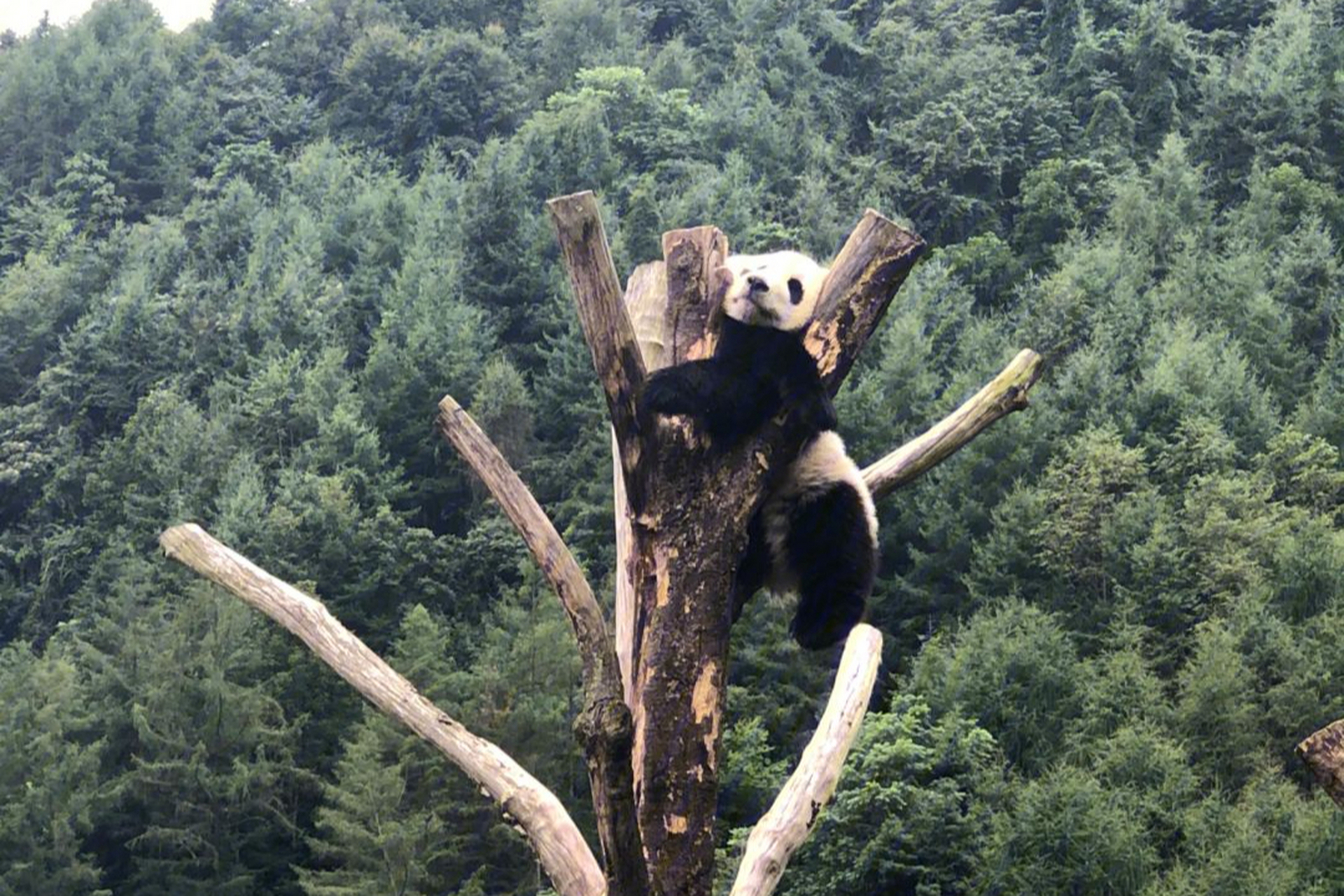 为大熊猫提供了一个舒适的栖息环境,是亲近大熊猫的绝佳之地