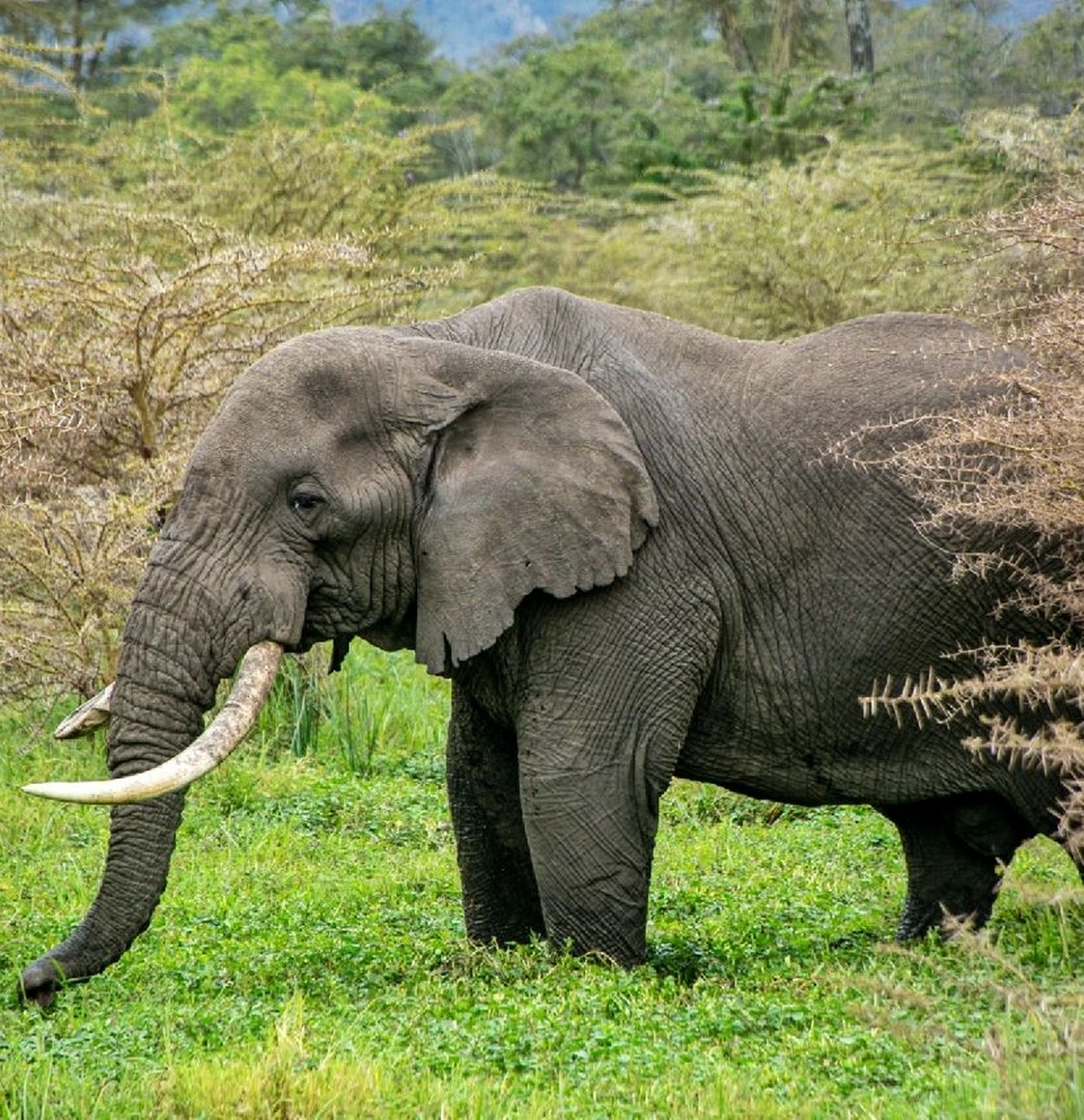 大象大象你的鼻子怎么这样长  原创拍摄于2016 坦桑尼亚塞伦盖蒂