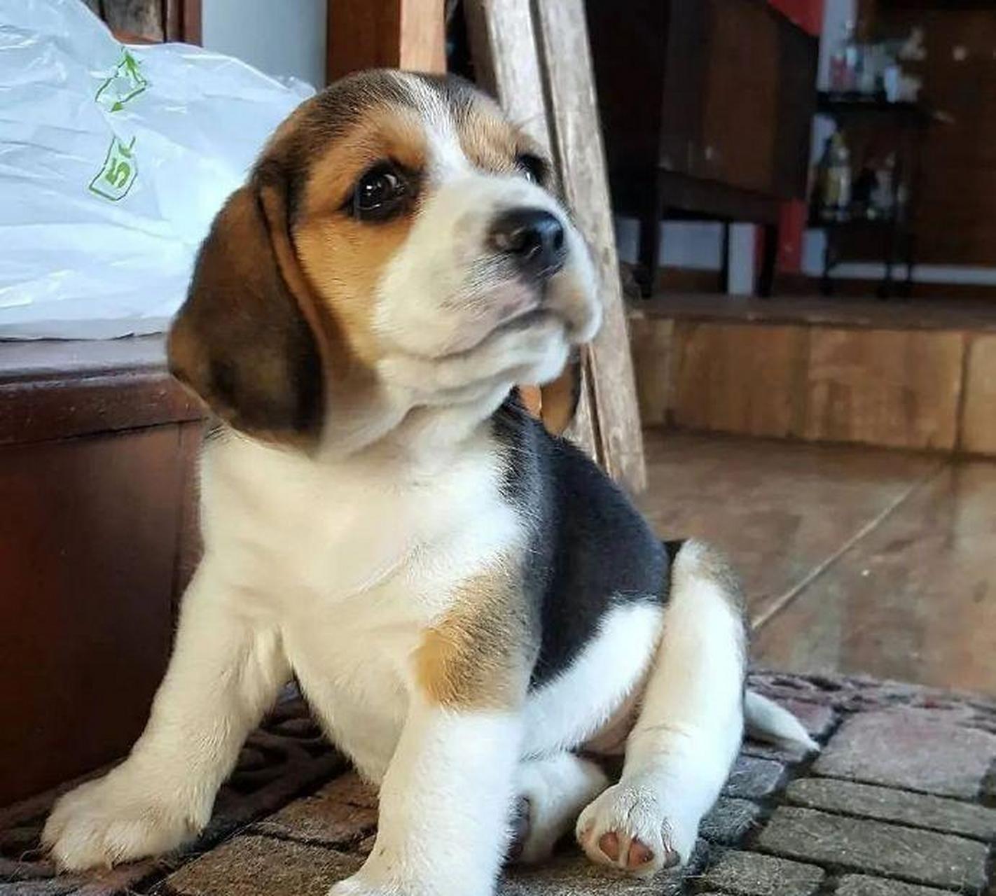 咱比格犬就是要趾高气扬