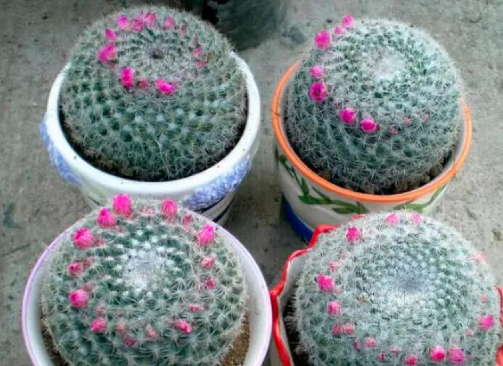 玉翁仙人球浑身布满白色软刺,春天会有桃红色小花围绕球体形成一个圈