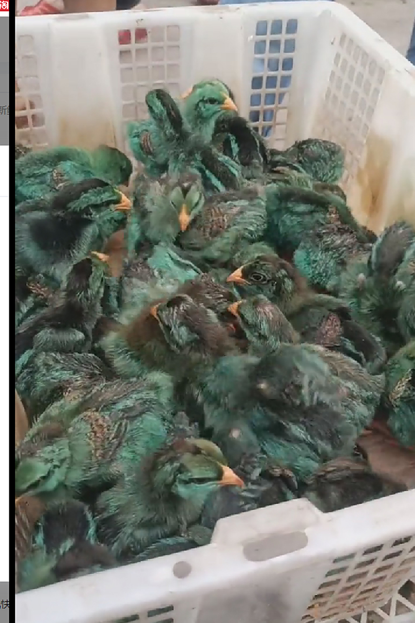 今天在街上看到一个卖孔雀鸡的,还有这个品种吗