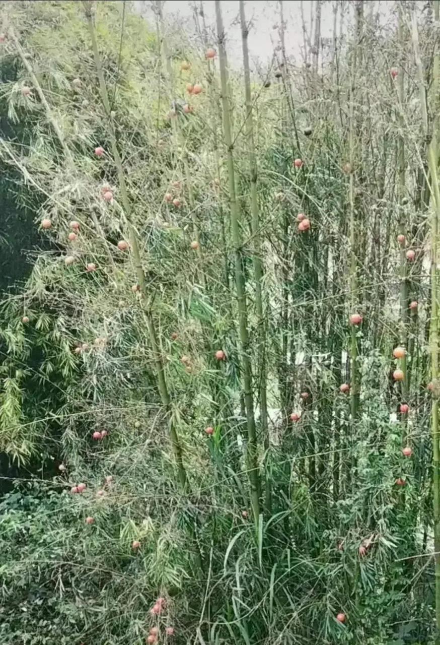 见过竹子开花,没见过竹子结果