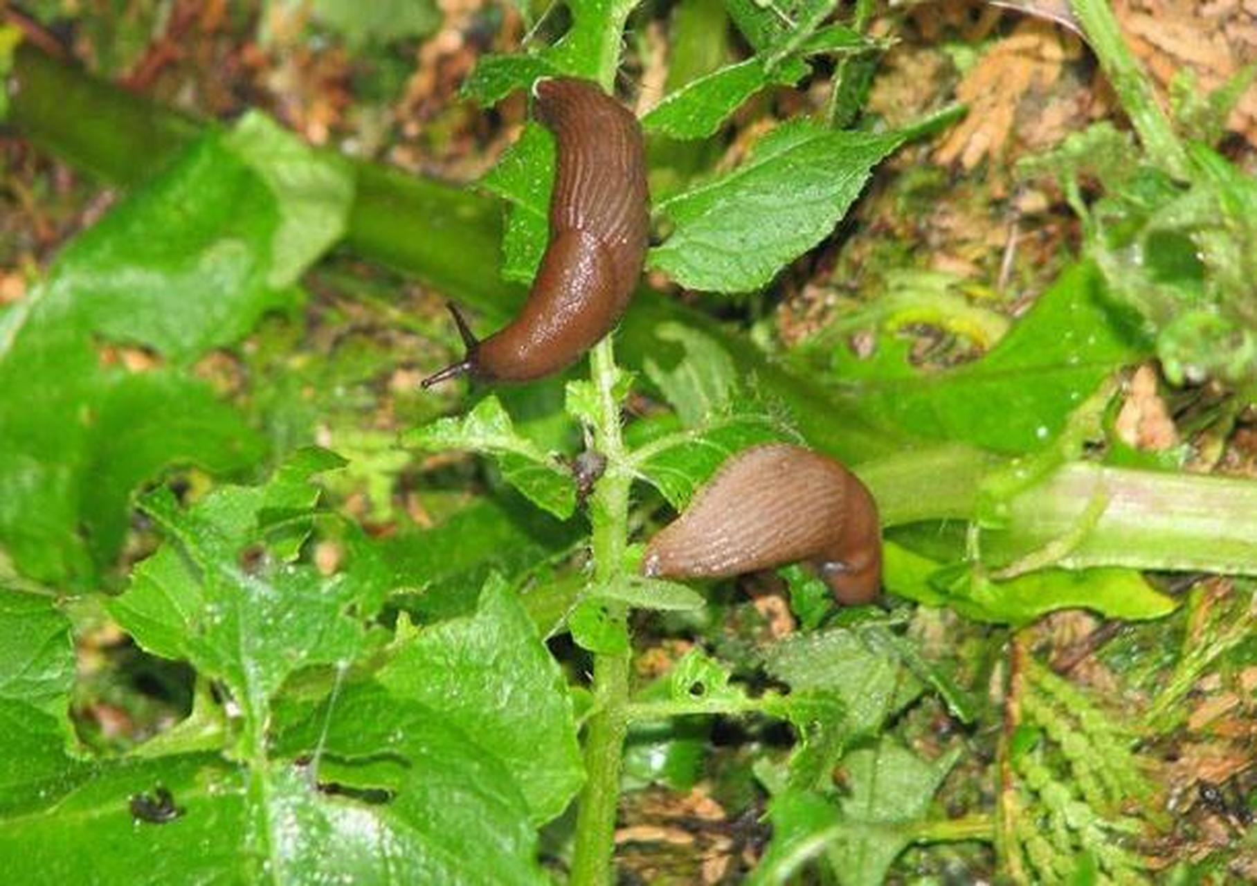 雨季到了,花园里菜园里的鼻涕虫蜗牛就特别多,把植物的叶片咬的全是洞