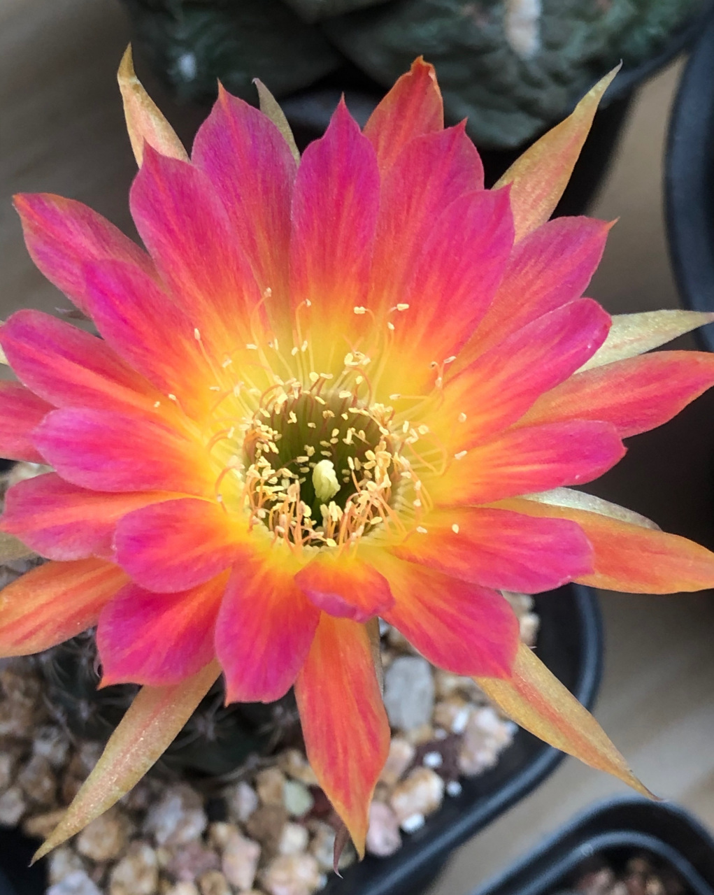 喜欢仙人球的朋友,给大家推荐一个很值得养的品种——它的名字叫"龙蛋