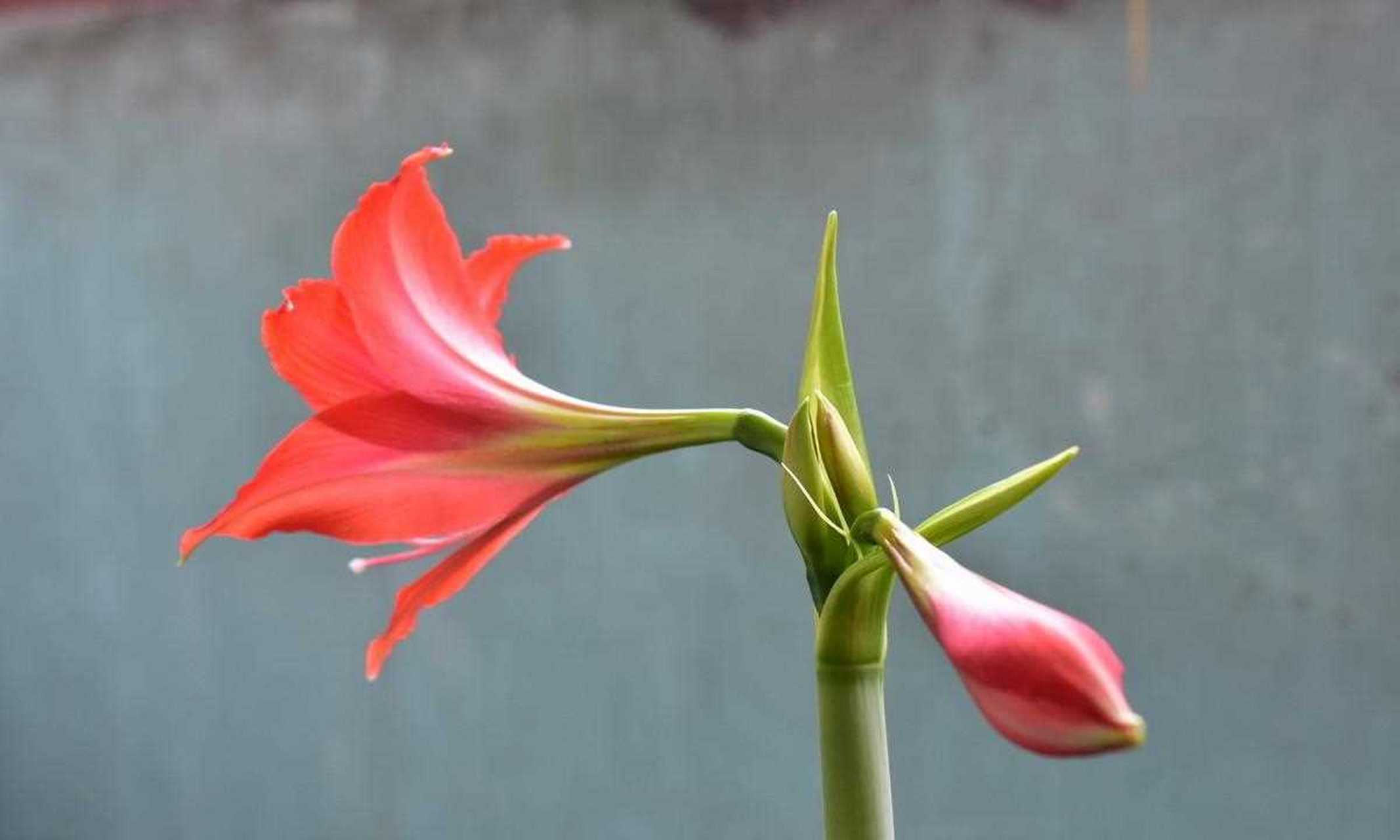 对兰[疑问] 它是一种多年生植物.