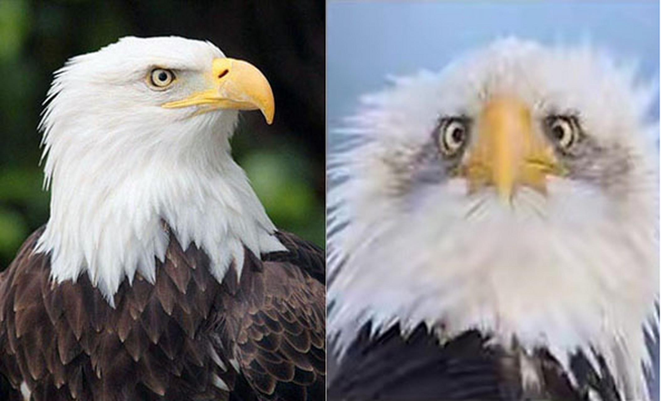 美国国鸟白头海雕好像都是侧面照?