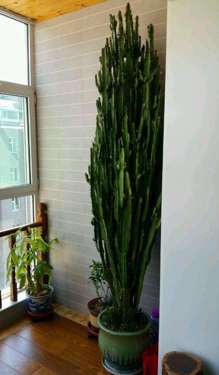 [樱花]龙骨是属于大戟科多年生多肉植物,又称彩云阁,三角霸王鞭,看着