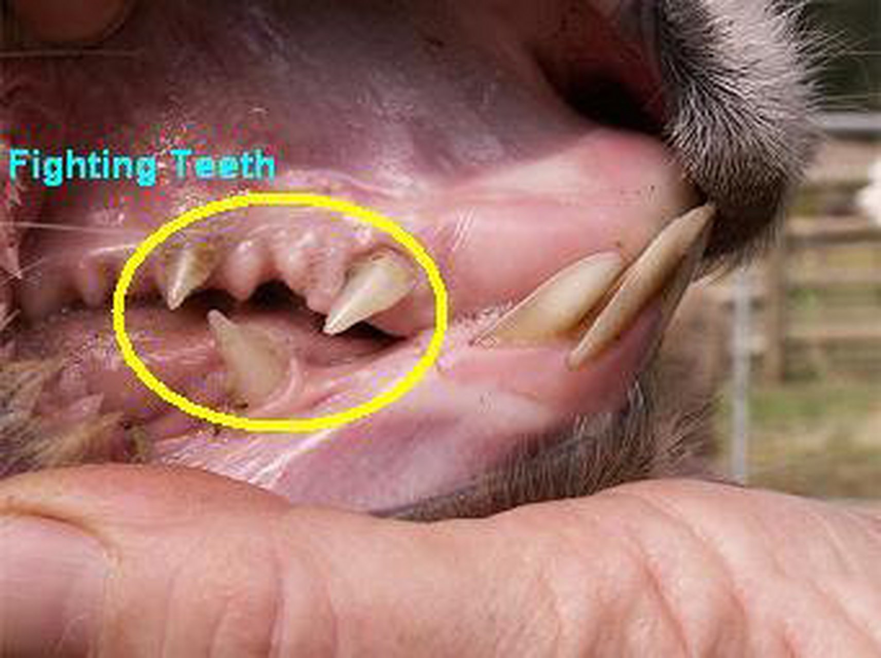 羊驼长有非常锋利的牙齿,每到交配季节,雄性羊驼为了将竞争对手淘汰