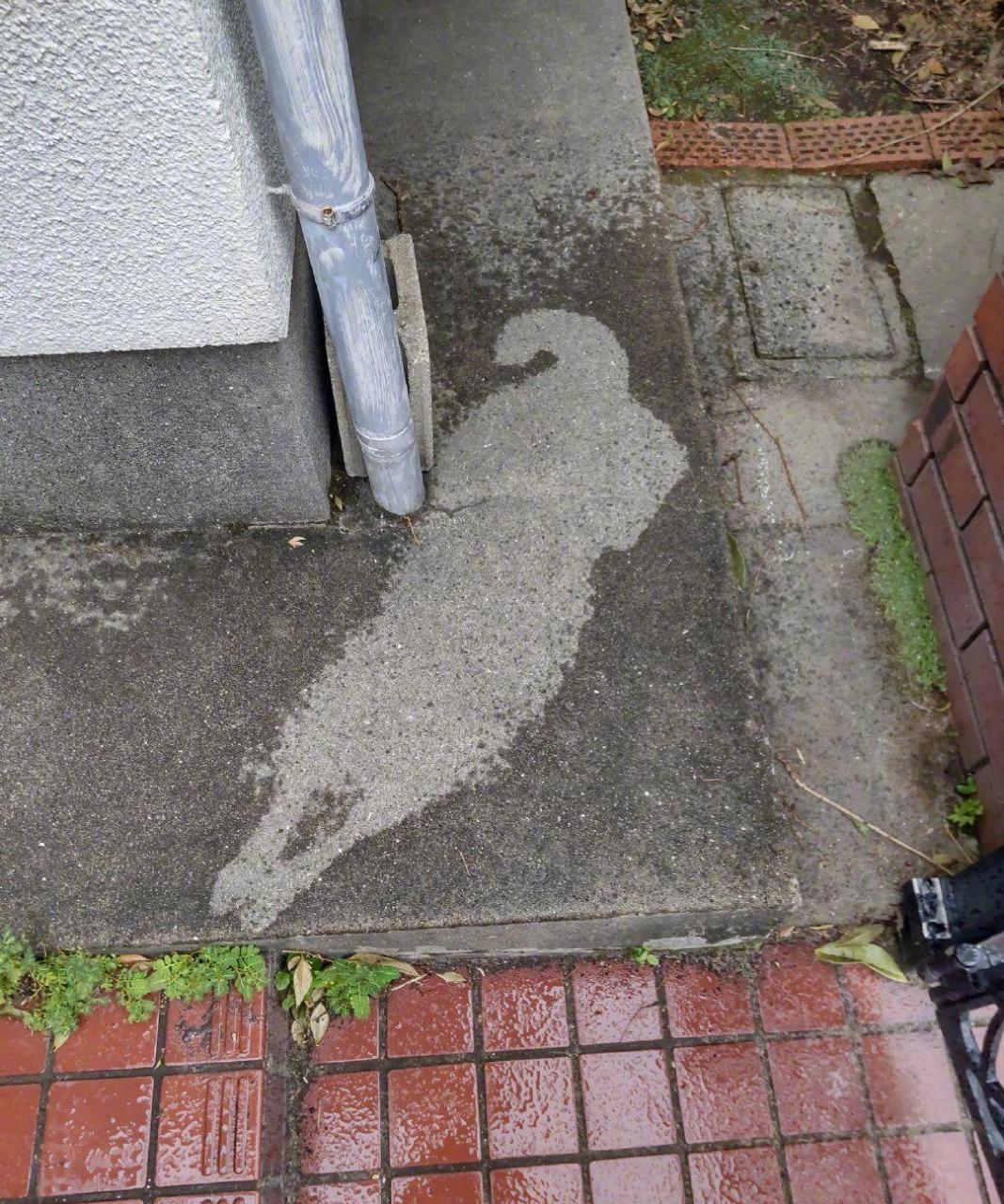 网友:一只刚淋过雨的傻柴 #趣图搞笑