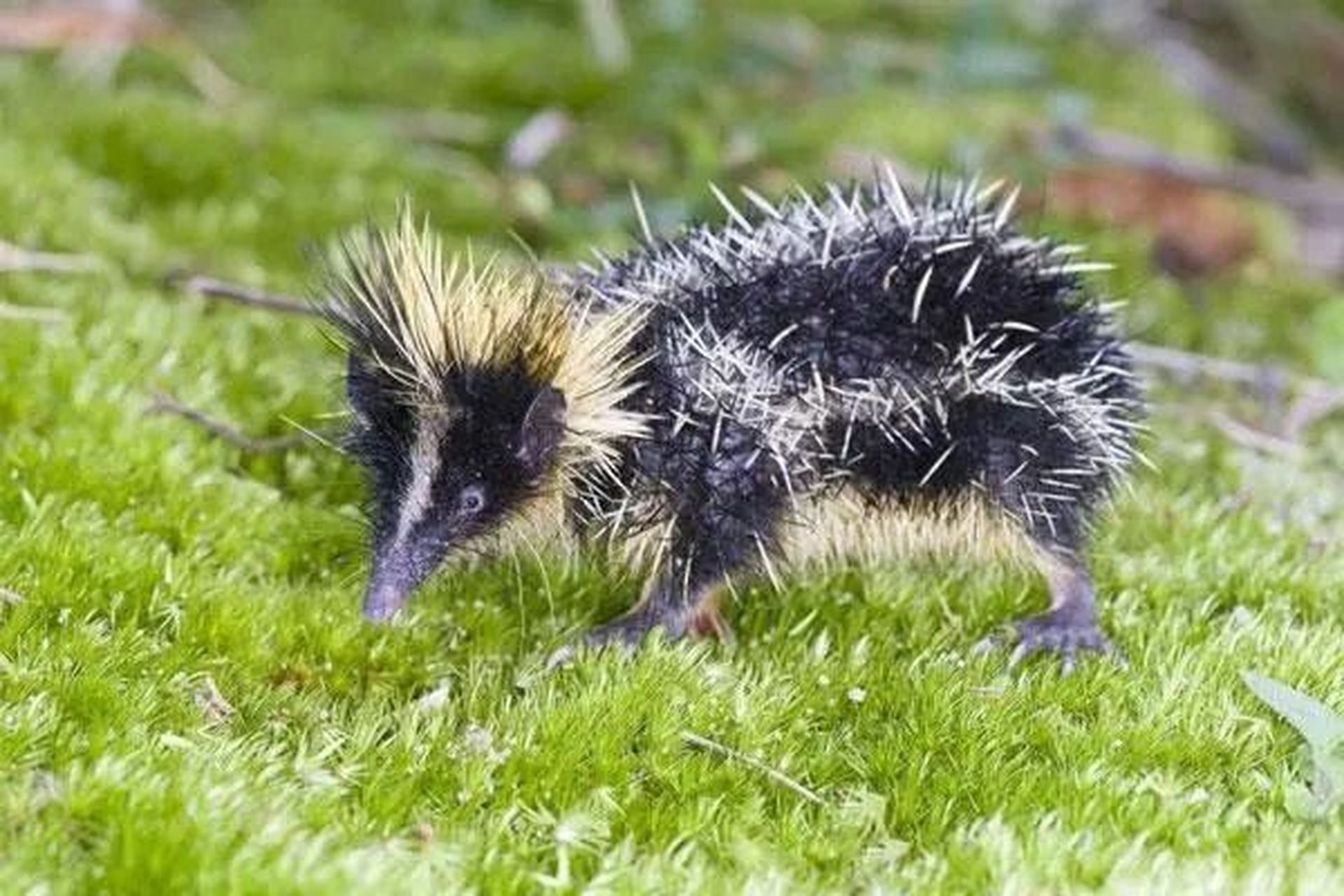 长得有些许粗糙 低地斑纹马岛猬 来自马达加斯加岛 大概16到19厘米