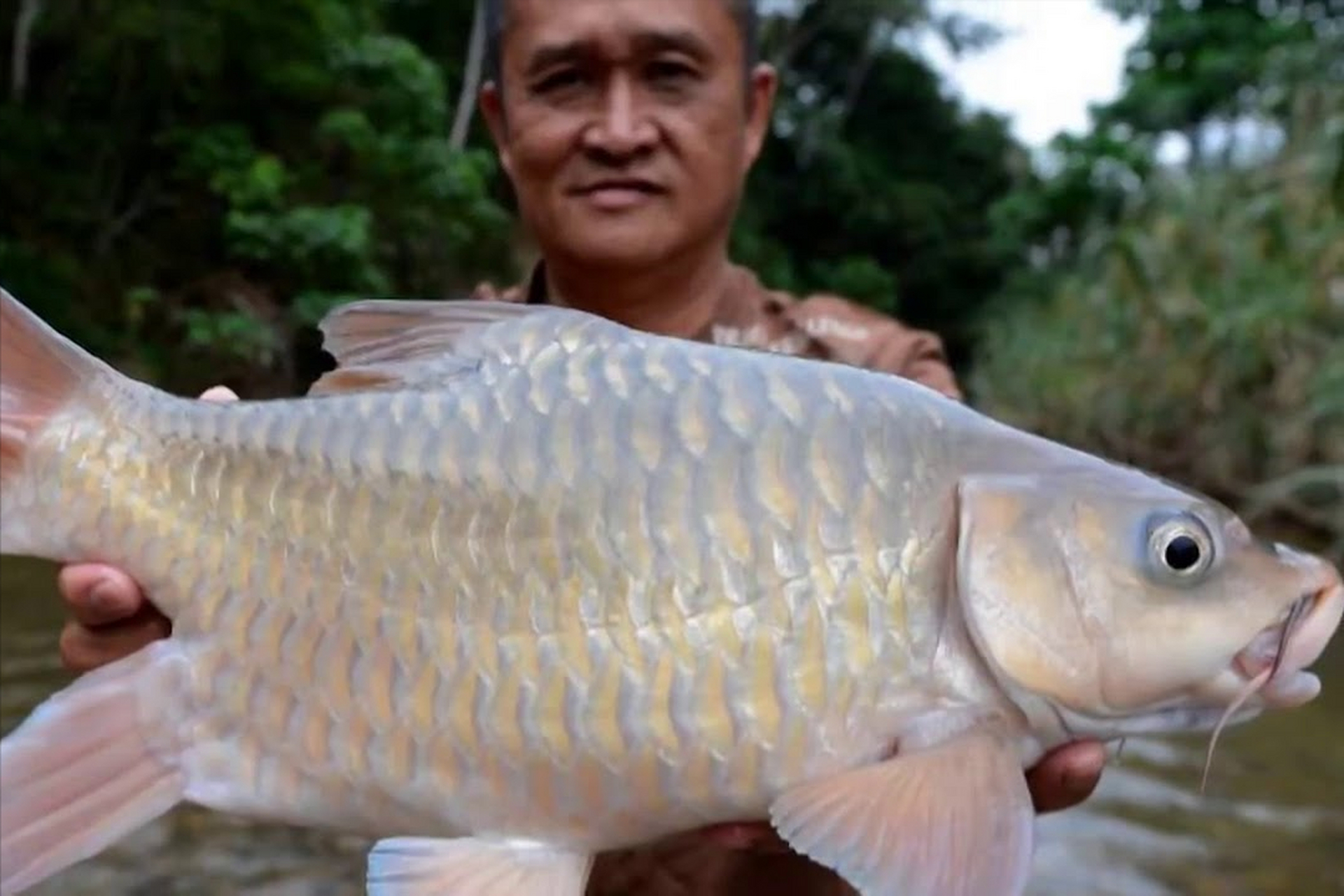 最好吃的淡水鱼"忘不了鱼",售价1500元一斤,国内为何不养殖 世界上最