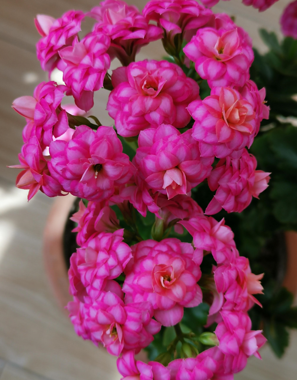 秋天开始,进入长寿花的"主场",这个品种名叫"达科塔",这两年很火的新