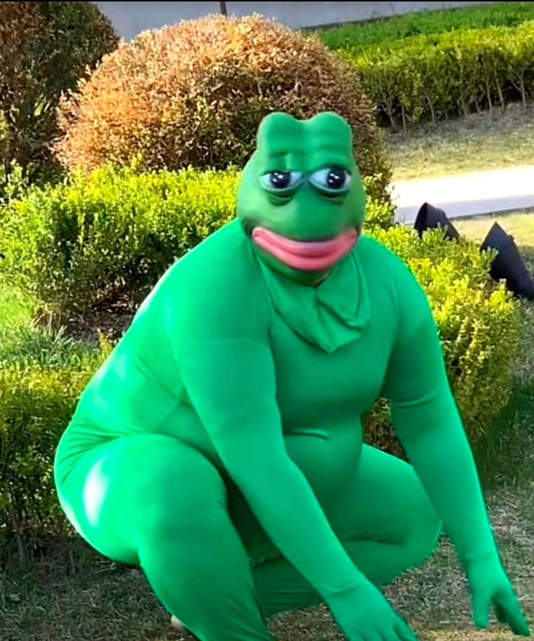 一只青蛙又大又丑.