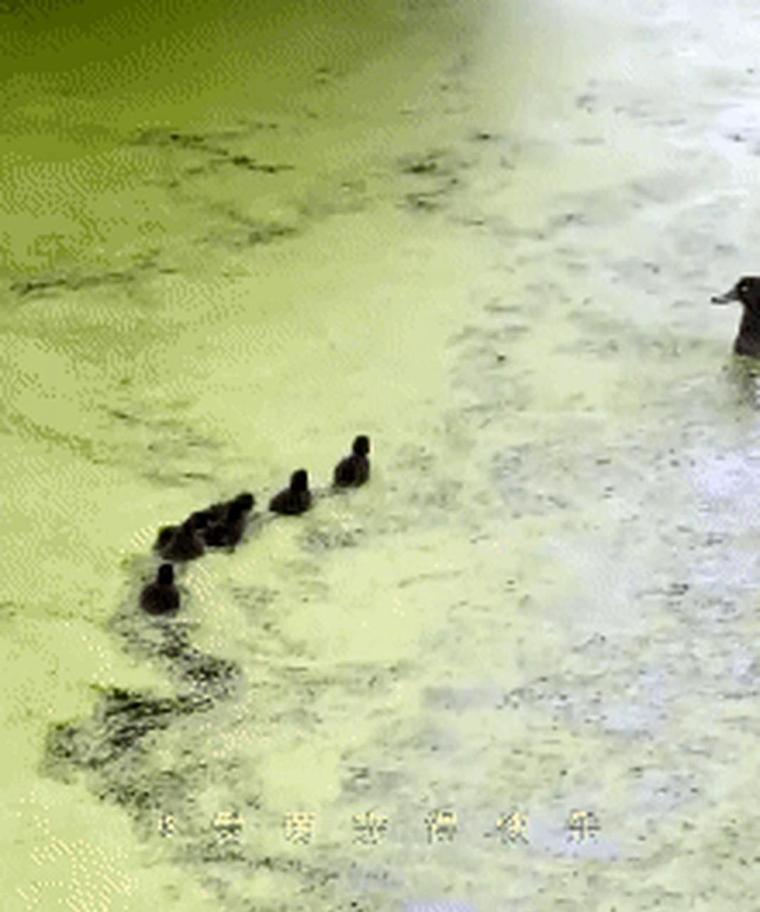 鸭妈妈和小鸭子们玩起了捉迷藏,让小鸭子们寻找妈妈.
