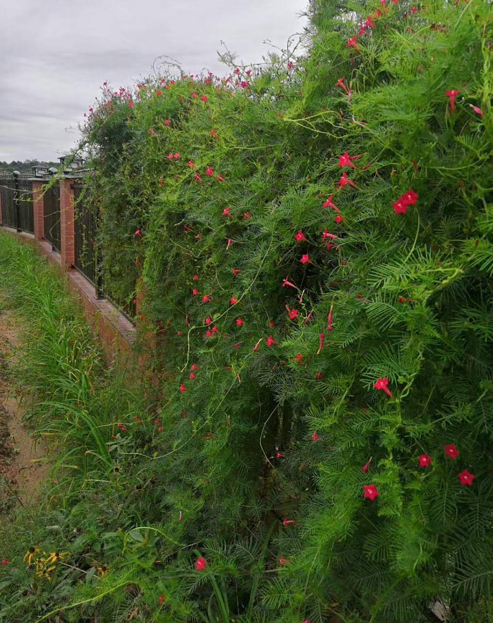 羽叶茑萝——五星花 羽叶茑萝也就是大家常说的"五星花",现在正逢花期