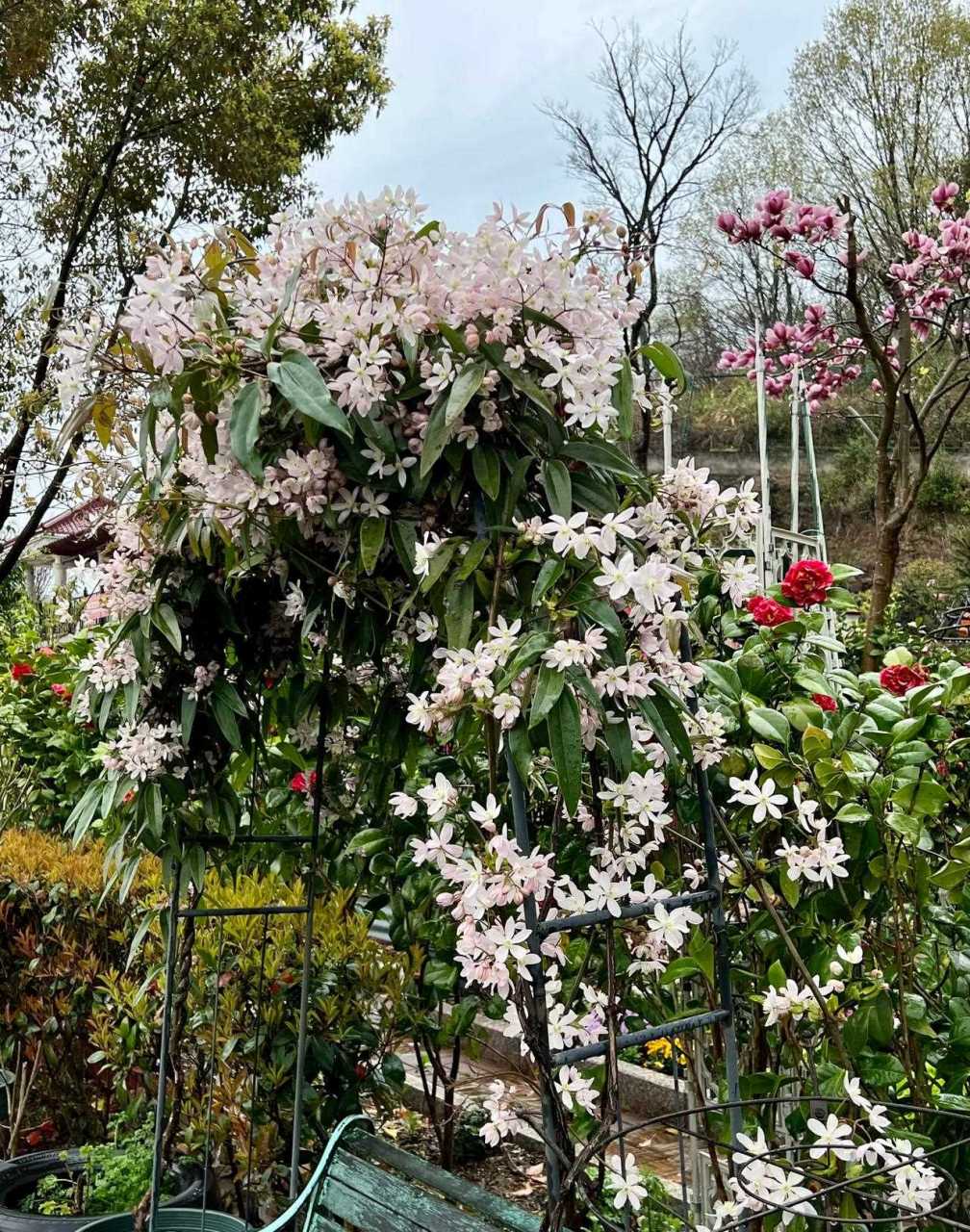 常绿铁线莲苹果花   我种路边就是给路人看的[灵光一闪]