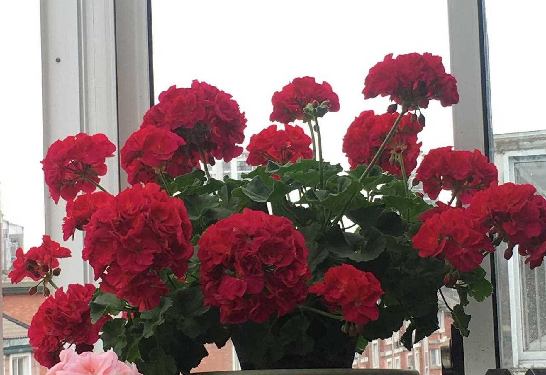 阳台还有空位,养盆"莓香"吧——一款非常优秀的天竺葵盆栽品种,高只有