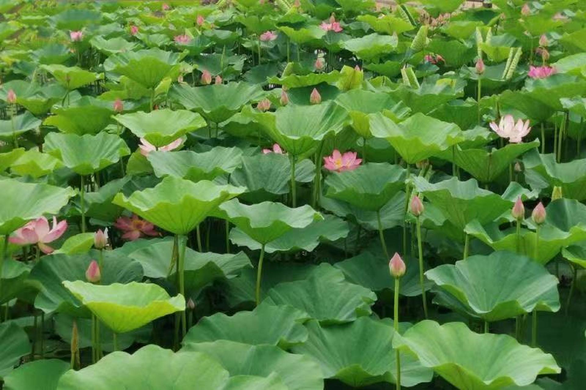 网红打卡地辽宁杠杠滴#【浑南中央公园荷花竞相开放,夏日风景如诗