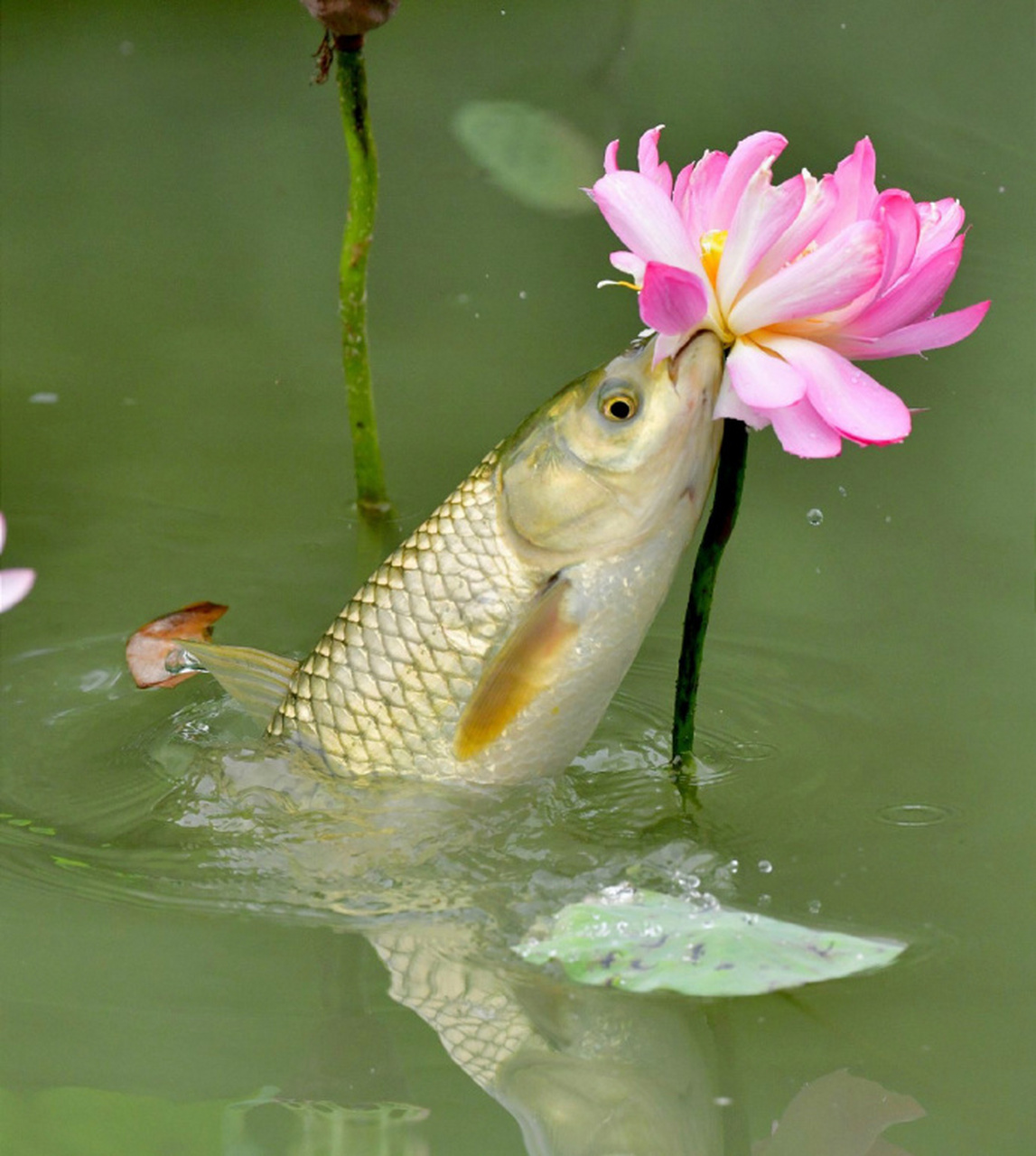 " 鱼戏莲叶间… " 676767