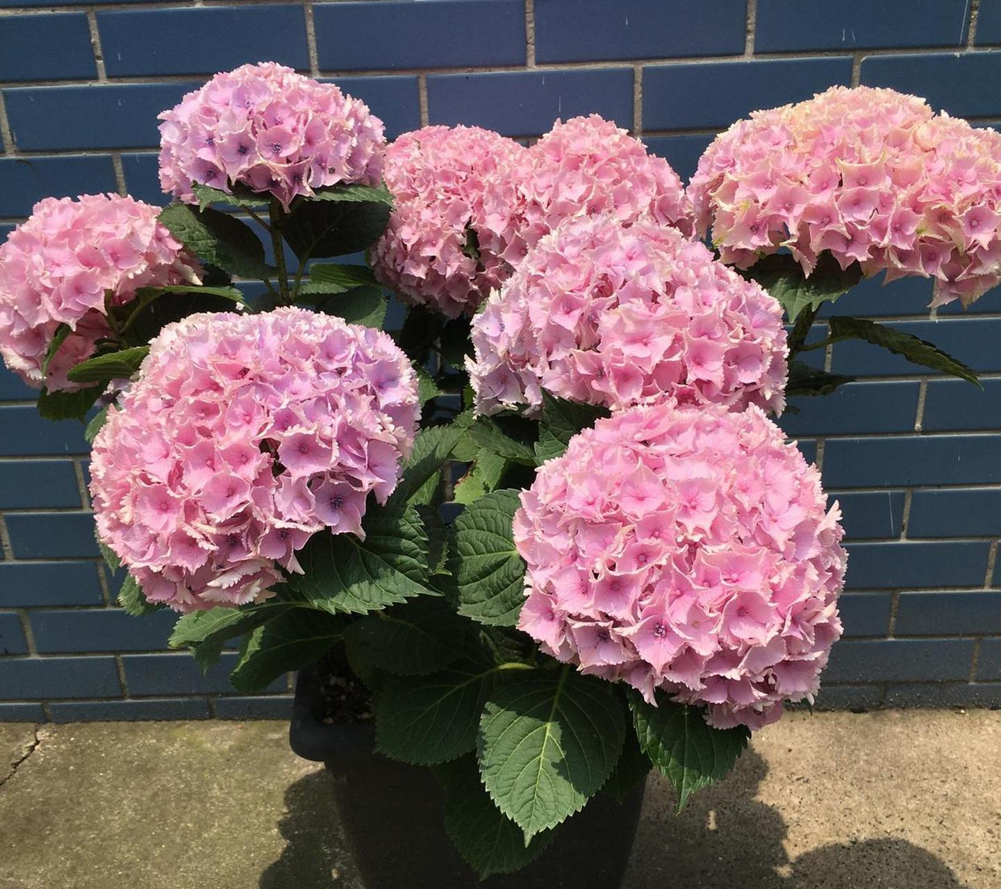 绣球花界的"颜值担当"——魔幻海洋,花球超级大,直径可达30cm,小花