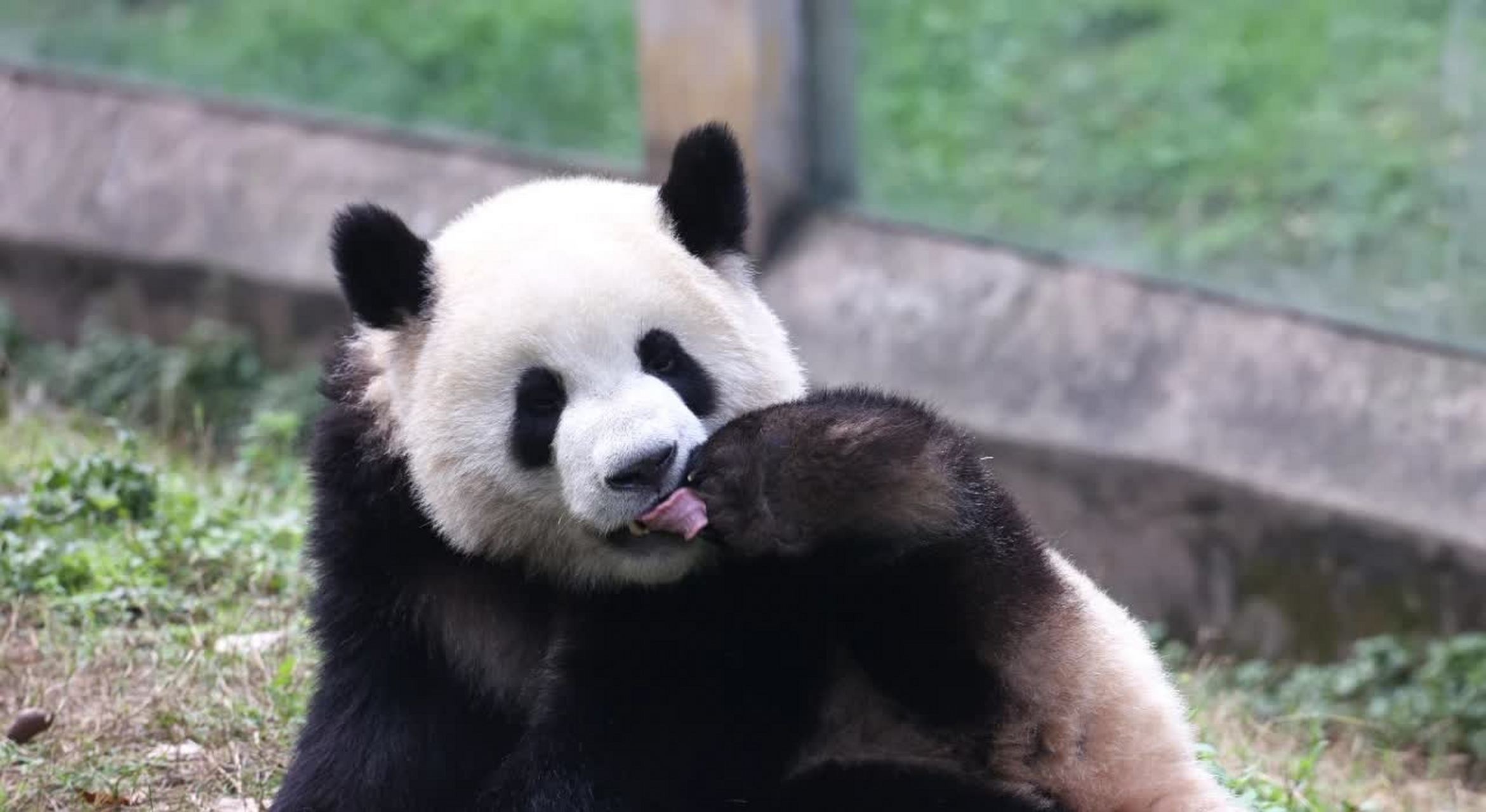 陈珠珠你别再舔脚了……最后一个扒脚的已经因为抱怨不卫生而被他爸上