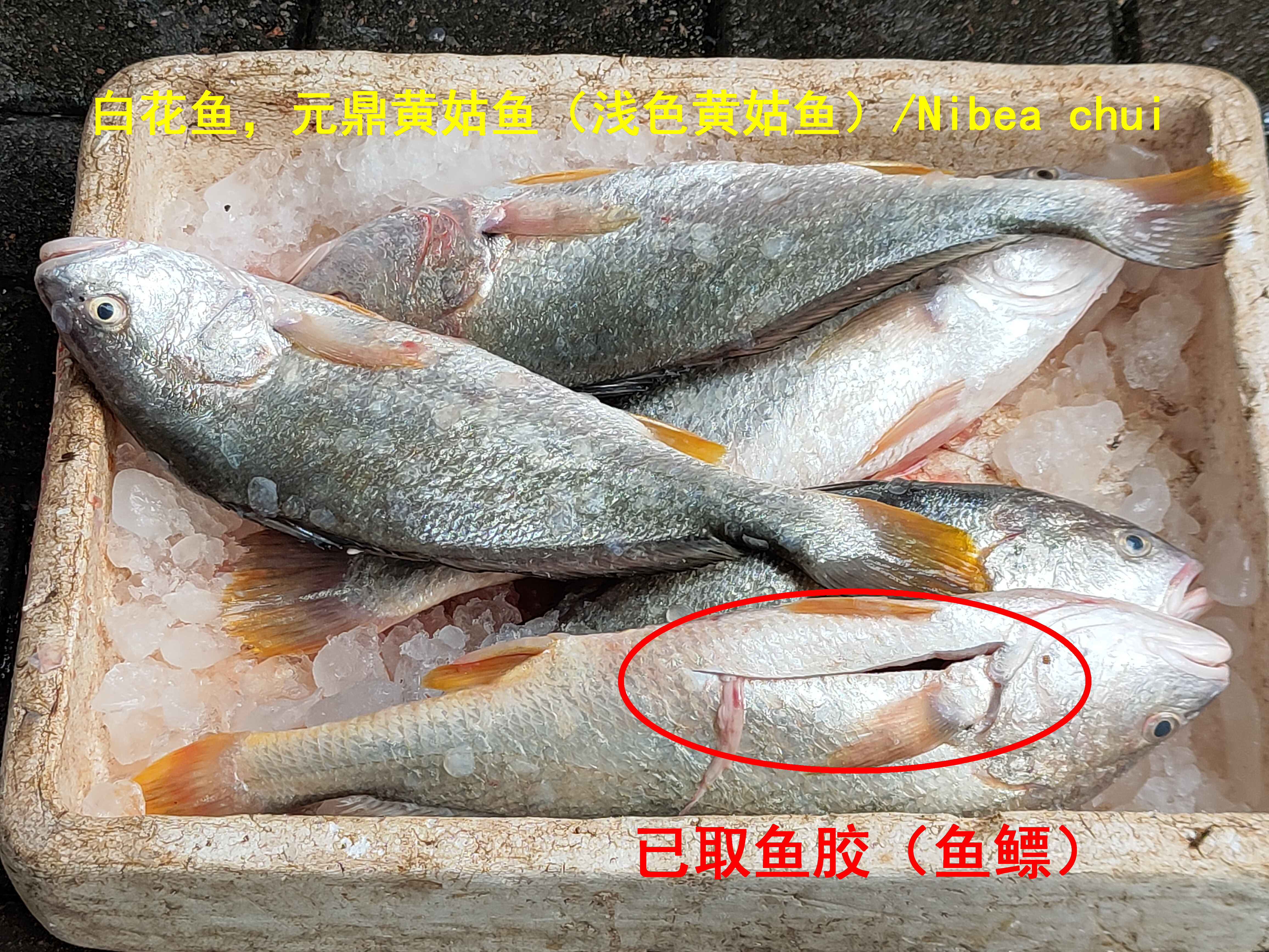 养殖的白花鱼,元鼎黄姑鱼(浅色黄.@市场博物的动态