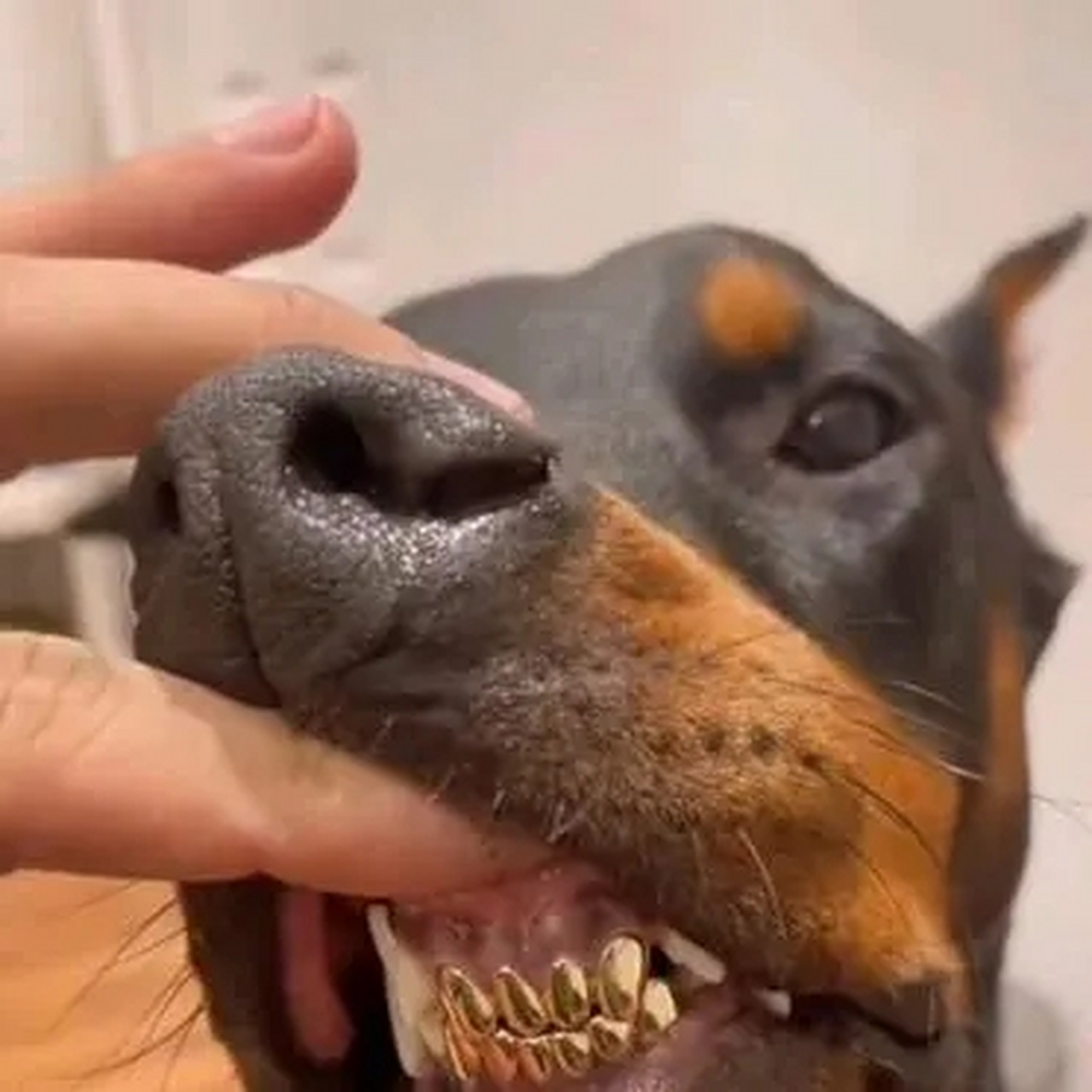 一看就是土豪人家的狗,牙齿都是镶金的