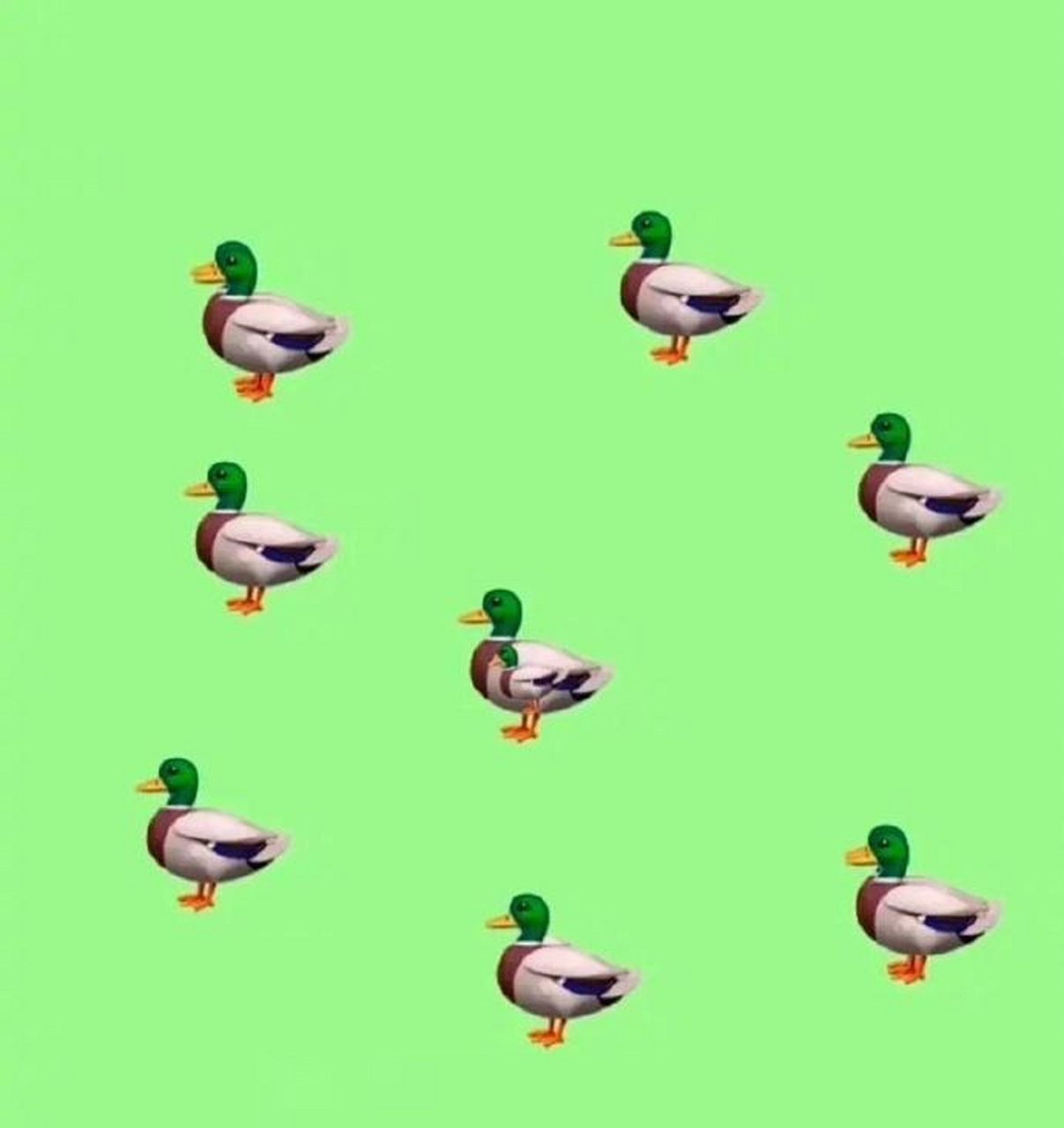 考眼力# 图中有多少只鸭子?回答8只的可以去幼儿园报到了[大哈]