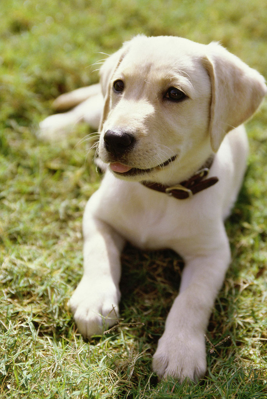 百度狗，莱茨狗市场