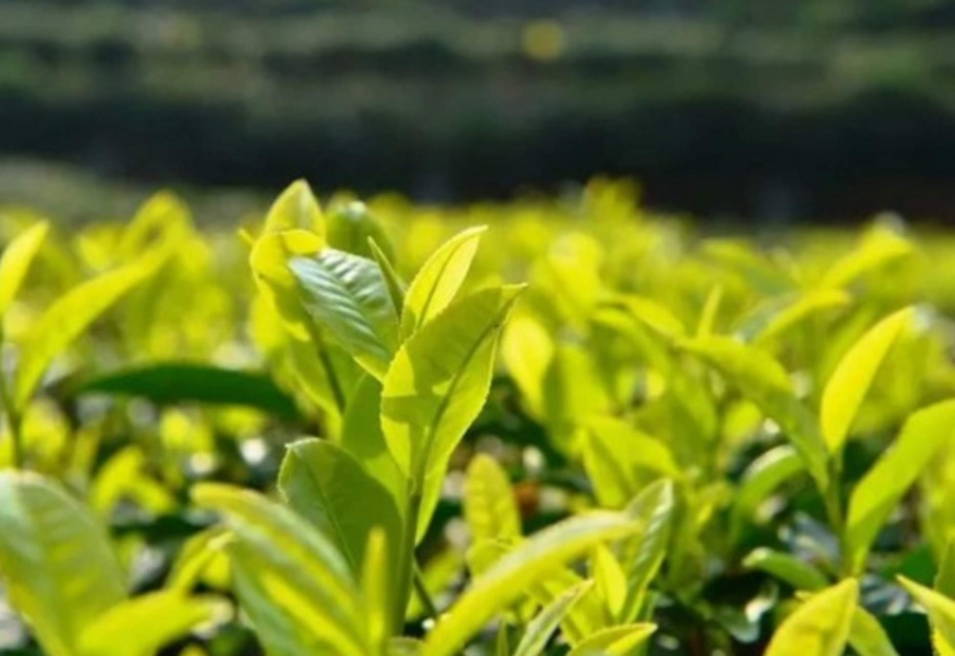 旺苍黄茶种植面积超过4万亩,是全国最大的黄茶生产基地,广元黄茶为