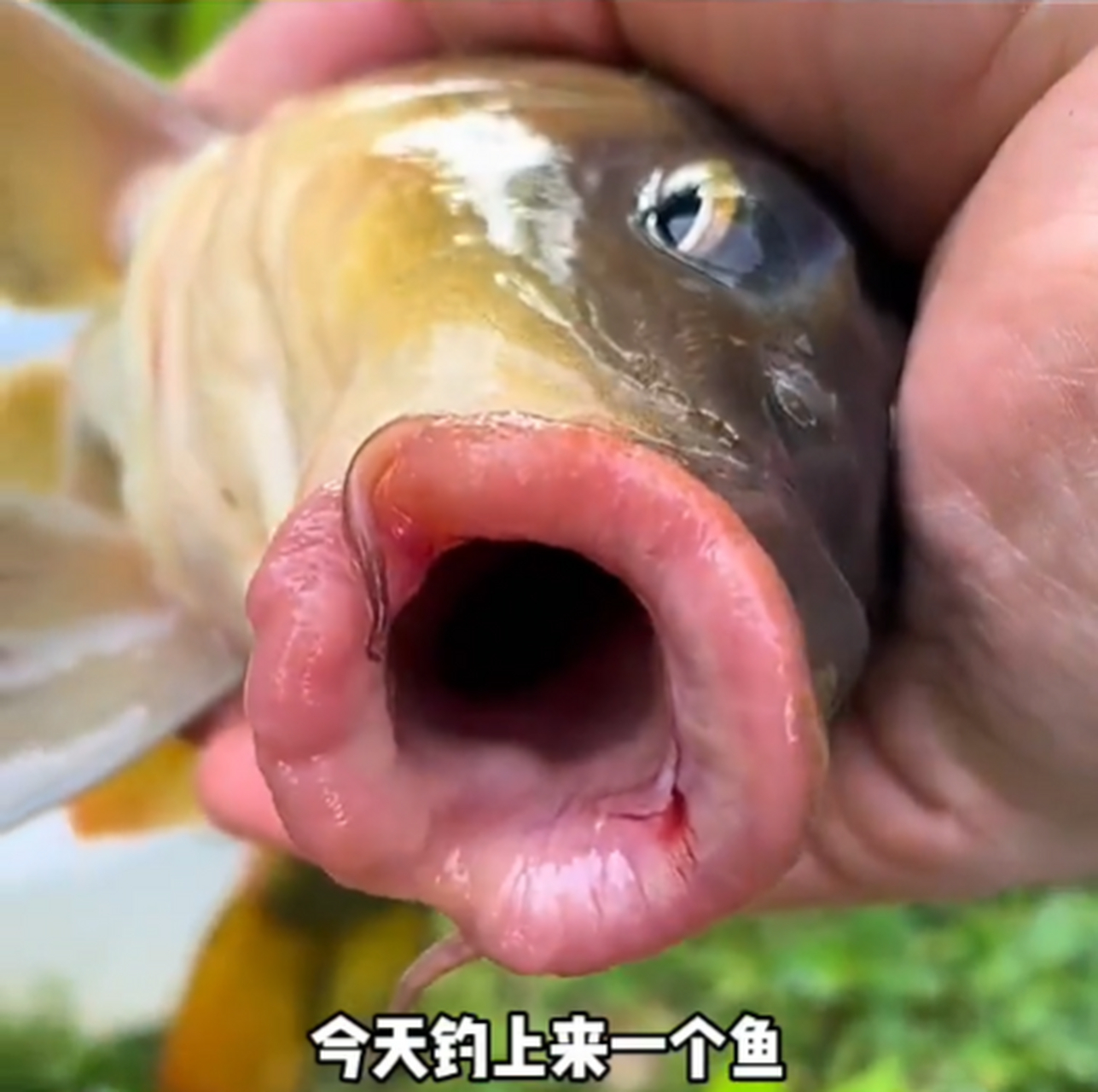 刚钓的鱼,没有牙齿,能不能吃啊