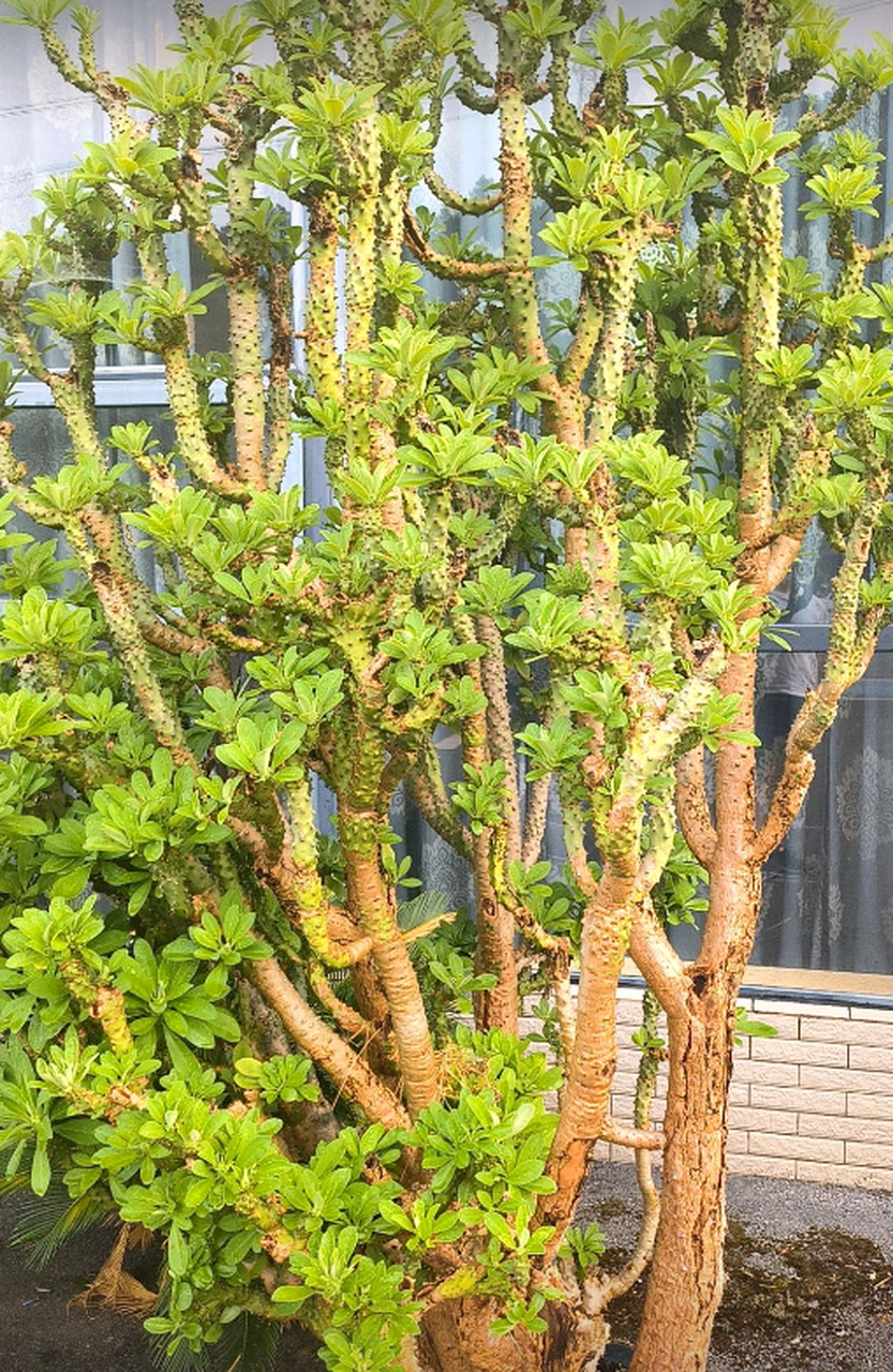 这是仙人掌吗?看上面有刺