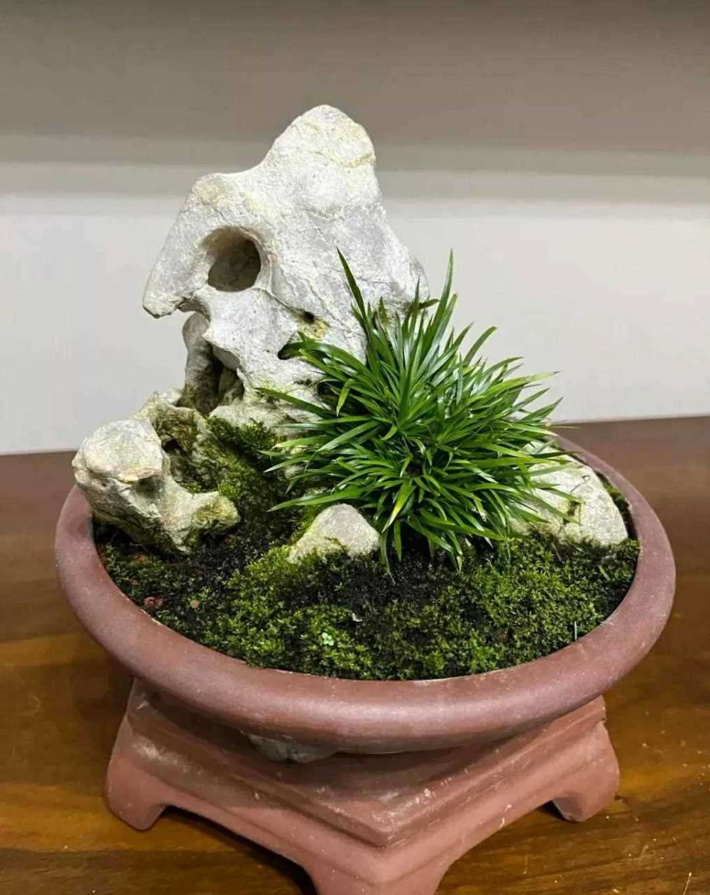 文人气息浓厚  盆盆精品  借鉴学习菖蒲盆景大师佳作  菖蒲欣赏