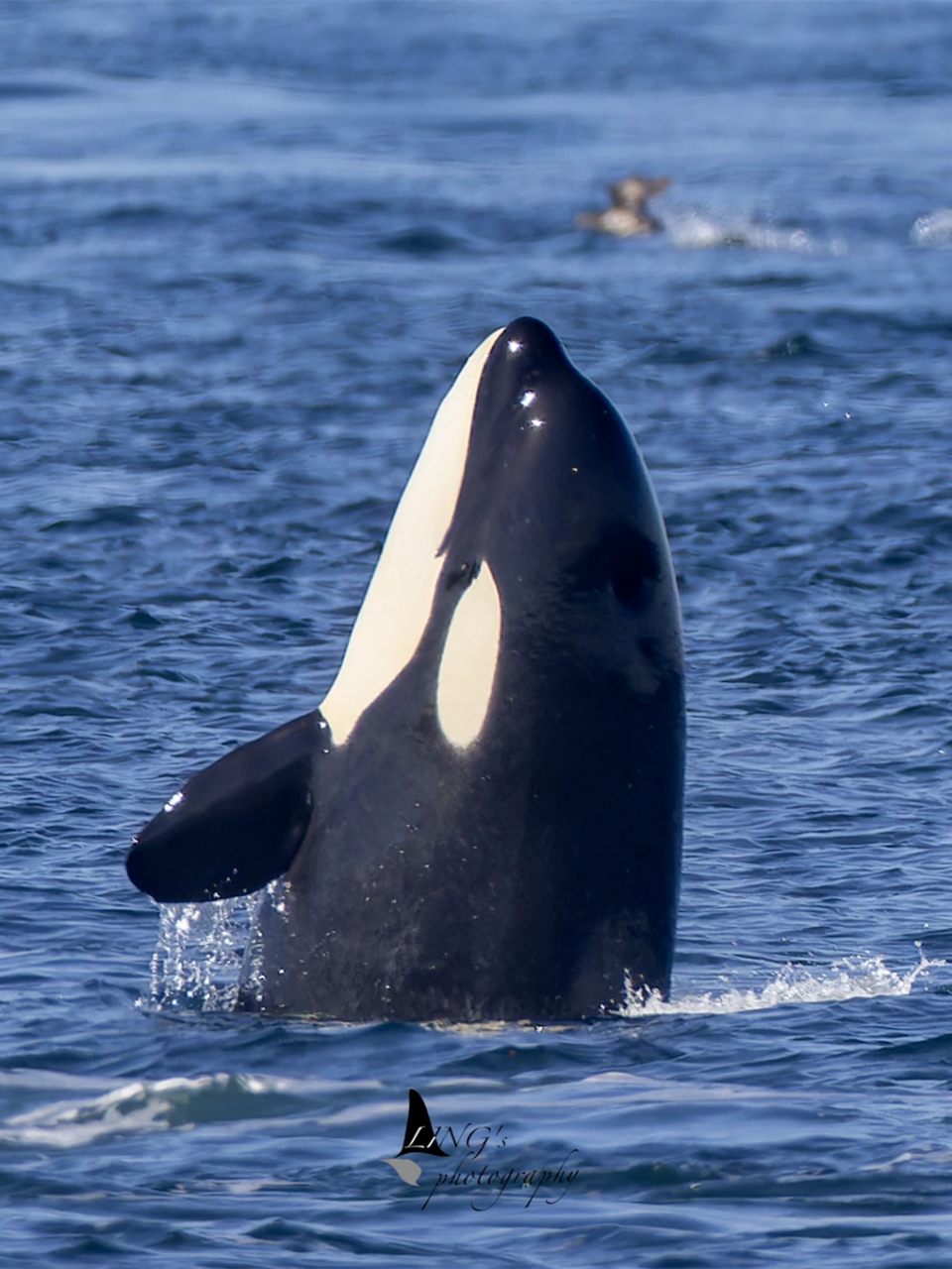 "虎鲸t099e在吃完阿姨t038e borrowman帮忙猎杀的港湾鼠海豚以后决定